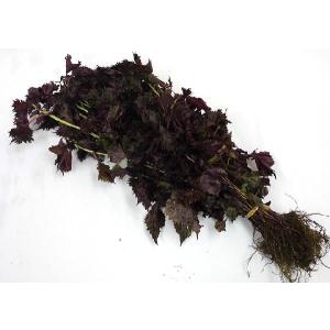 国内産 ”赤しそ” 1束 約500g 根つき ...の詳細画像2