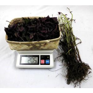 国内産 ”赤しそ” 1束 約500g 根つき ...の詳細画像3