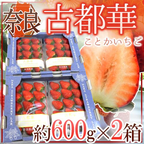 奈良県産 ”古都華いちご” 2pc×《2箱》（1pcあたり 約300g）【予約 12月〜1月以降】 ...