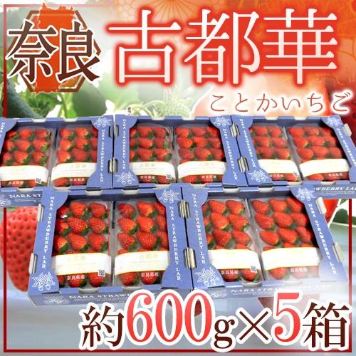 奈良県産 ”古都華いちご” 2pc×《5箱》（1pcあたり 約300g）【予約 12月〜1月以降】 ...
