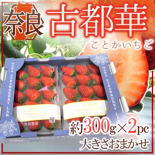奈良県産 ”古都華いちご” 2pc（1pcあたり 約300g）【予約 12月〜1月以降】 送料無料