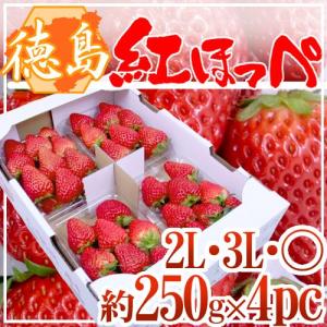 【お届け日指定可能】徳島産 ”紅ほっぺ” 大粒 2Lor3Lor大粒○ 約250g×4pc いちご 送料無料｜kurashi-kaientai