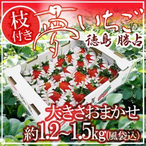 徳島県勝占産 ”枝付き夢いちご” 約1.2〜1.5kg（風袋込） 大きさおまかせ【予約 1月以降】 送料無料