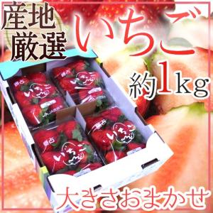 【緊急スポット】”いちご” 約1kg 秀/◯等級 品種・大きさおまかせ 産地厳選 さちのか/紅ほっぺ/あまおう 等【2週間以内の発送】 送料無料