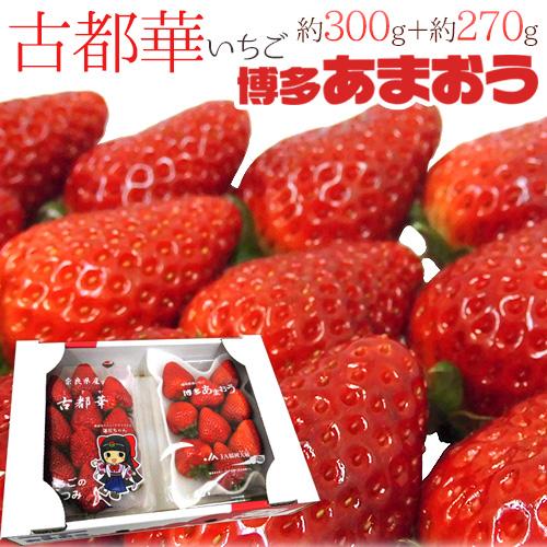 奈良・福岡県産 ”博多あまおう＋古都華いちご 食べ比べセット” 2pc【予約 12月〜1月以降】 送...