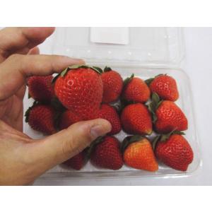 アメリカ産 ”いちご” 15粒前後 約250g...の詳細画像3