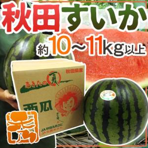 秋田県 ”秋田すいか” 秀品 約10〜11kg以上【予約 7月下旬〜8月以降】 送料無料｜kurashi-kaientai