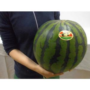 ”秋田県 秋田すいか” 秀品 約7kg以上【予...の詳細画像3