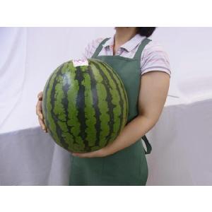 山形県産 ”尾花沢スイカ” 6Lサイズ 1玉約...の詳細画像2