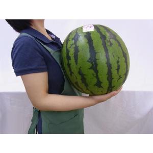 山形県産 ”尾花沢スイカ” S6L(7L級) ...の詳細画像2