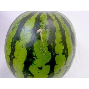 山形県産 ”尾花沢スイカ” S6L(7L級) ...の詳細画像5