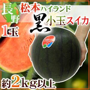 ”長野県 松本ハイランド 黒小玉すいか” 秀品 1玉 約2kg以上【予約 7月下旬以降】 送料無料