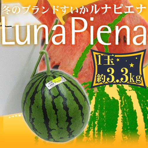 高知県夜須町 温室スイカ ”ルナピエナ” 大玉 約3.3kg 贈答用【予約 3月以降】 送料無料