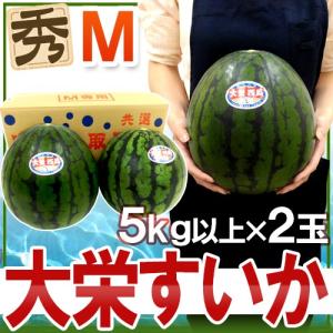 鳥取県 ”大栄すいか” 秀品 約5kg以上 Mサイズ 2玉 大栄西瓜【予約 6月以降】 送料無料｜kurashi-kaientai