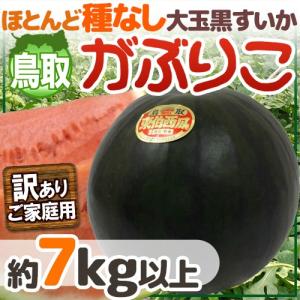 【送料無料】鳥取 黒皮 種なしスイカ ”がぶりこ” 訳あり ...