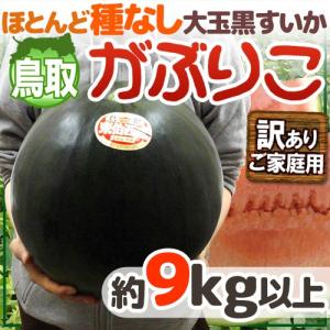 鳥取 黒皮 種なしスイカ ”がぶりこ” 訳あり 大玉 約9kg以上【予約 6月中下旬〜7月】 送料無料