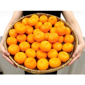 みかん 佐賀産 JAからつ ”ハウスみかん” ...の詳細画像3