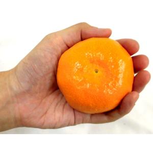 みかん 佐賀産 JAからつ ”ハウスみかん” ...の詳細画像4