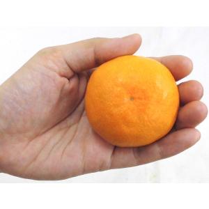 みかん 佐賀県 JAからつ ”うまか美人みかん...の詳細画像2