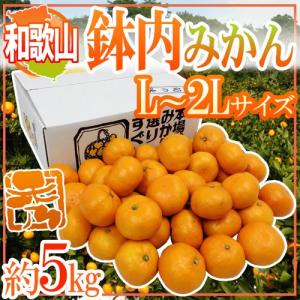 みかん ”和歌山・有田産 鉢内みかん” 秀品 S〜Mサイズ 約5kg はちうち