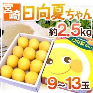 宮崎県産 ”日向夏” 9〜13玉 約2.5kg 化粧箱【予約 12月以降】 送料無料