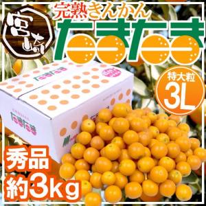 宮崎県 ”完熟きんかん たまたま” 秀品 3Lサイズ 約3kg【予約 2月中旬以降】 送料無料