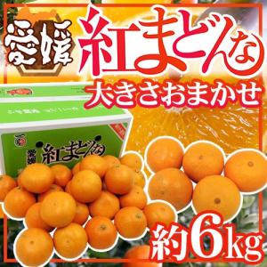 愛媛産 紅まどんな” 約10kg 大きさおまかせ ご家庭用【予約 12月以降
