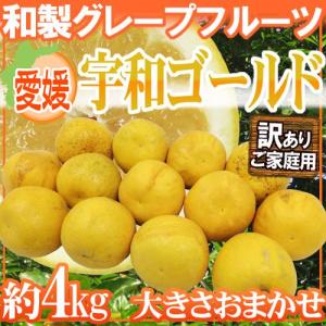 【送料無料】愛媛県 ”宇和ゴールド” 訳あり 大きさおまかせ...