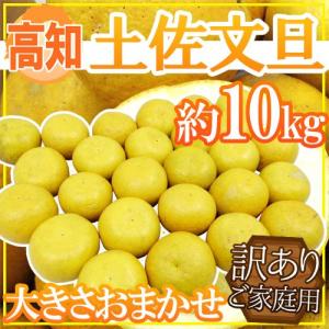 ”高知産 土佐文旦” 訳あり 約10kg 大きさおまかせ【予約 2月以降】 送料無料