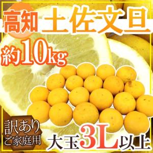 高知産 ”土佐文旦” 訳あり 大玉限定 3Lサイズ以上 約10kg【予約 2月以降】 送料無料