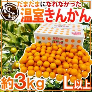 宮崎県 たまたまになれなかった ”温室きんかん” Lサイズ以上 約3kg 完熟きんかんたまたま箱 金柑【予約 入荷次第発送】 送料無料