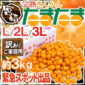 【緊急スポット】宮崎県 ”完熟きんかん たまたま” 訳あり L/2L/3Lサイズ 約3kg【2週間以内の発送】