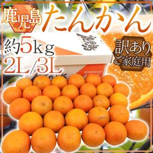 屋久島産 ”たんかん” 秀品 L〜3L 約5kg 化粧箱入り【予約 2月下旬以降