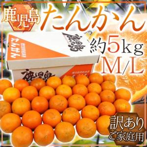 屋久島産 ”たんかん” 秀品 L〜3L 約5kg 化粧箱入り【予約 2月下旬以降