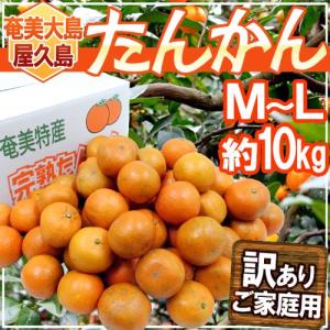 奄美大島 訳あり たんかん タンカン みかん ご家庭用 10kg ／Lサイズ