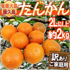 奄美大島 訳あり たんかん タンカン みかん ご家庭用 20kg／Lサイズ