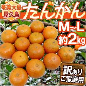 秀品】奄美大島 完熟たんかん みかん 秀品10kg : おらがまちYahoo