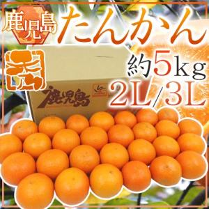屋久島産 ”たんかん” 秀品 L〜3L 約5kg 化粧箱入り【予約 2月下旬以降