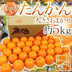 奄美大島 訳あり たんかん タンカン みかん ご家庭用 10kg ／Lサイズ