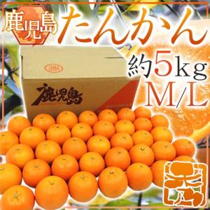 奄美大島産 たんかん L-3Lサイズ 20キロ 数量限定販売＞最終注文1月中旬まで 秀品たんかん タンカン L〜3L