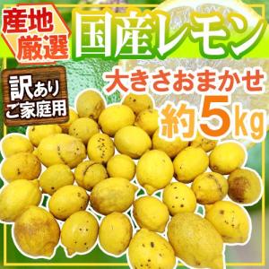 ”完熟国産レモン” 訳あり 約5kg 大きさおまかせ 産地厳選【予約 入荷次第発送】 送料無料