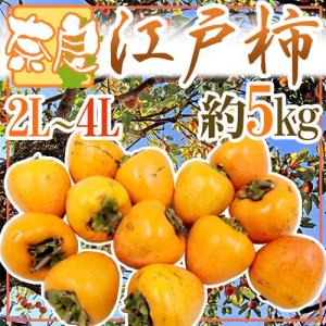 干し柿・吊るし柿用 ”奈良県西吉野 渋柿 江戸柿” 大玉2L〜4L 約5kg【予約 11月以降】 送料無料