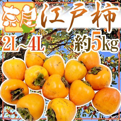 干し柿・吊るし柿用 ”奈良県西吉野 渋柿 江戸柿” 大玉2L〜4L 約5kg【予約 11月以降】 送...