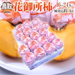 鳥取産 ”花御所柿” 秀品 16〜24玉 風袋込約5kg【予約 12月以降】 送料無料