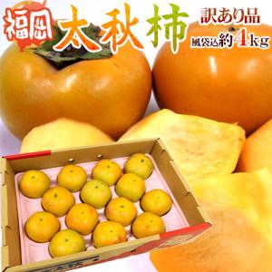 福岡産 ”太秋柿” 訳あり 風袋込約4kg 大きさおまかせ【予約 10月以降】 送料無料