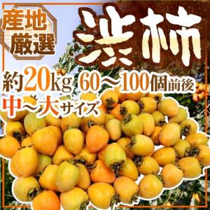干し柿・吊るし柿用 ”渋柿” 中〜大サイズ 約20kg 「愛宕柿」「大和柿」いずれかを旬な産地で♪【予約 11月中旬以降】 送料無料