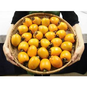 干し柿・吊るし柿用 ”渋柿” 約5kg 大きさ...の詳細画像1