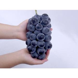 ぶどう 長野産 ”ナガノパープル” 秀品 3〜...の詳細画像2