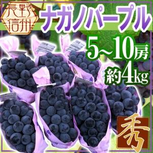 長野県産 ナガノパープル 9-11房 約5kg クール便発送 : grape107 
