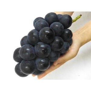 ぶどう 長野産 ”ナガノパープル” 秀品 2L...の詳細画像3